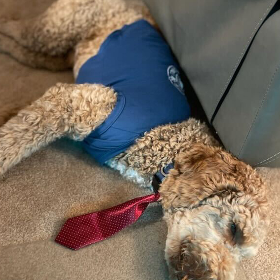 Dogst 2022 - Photo 22