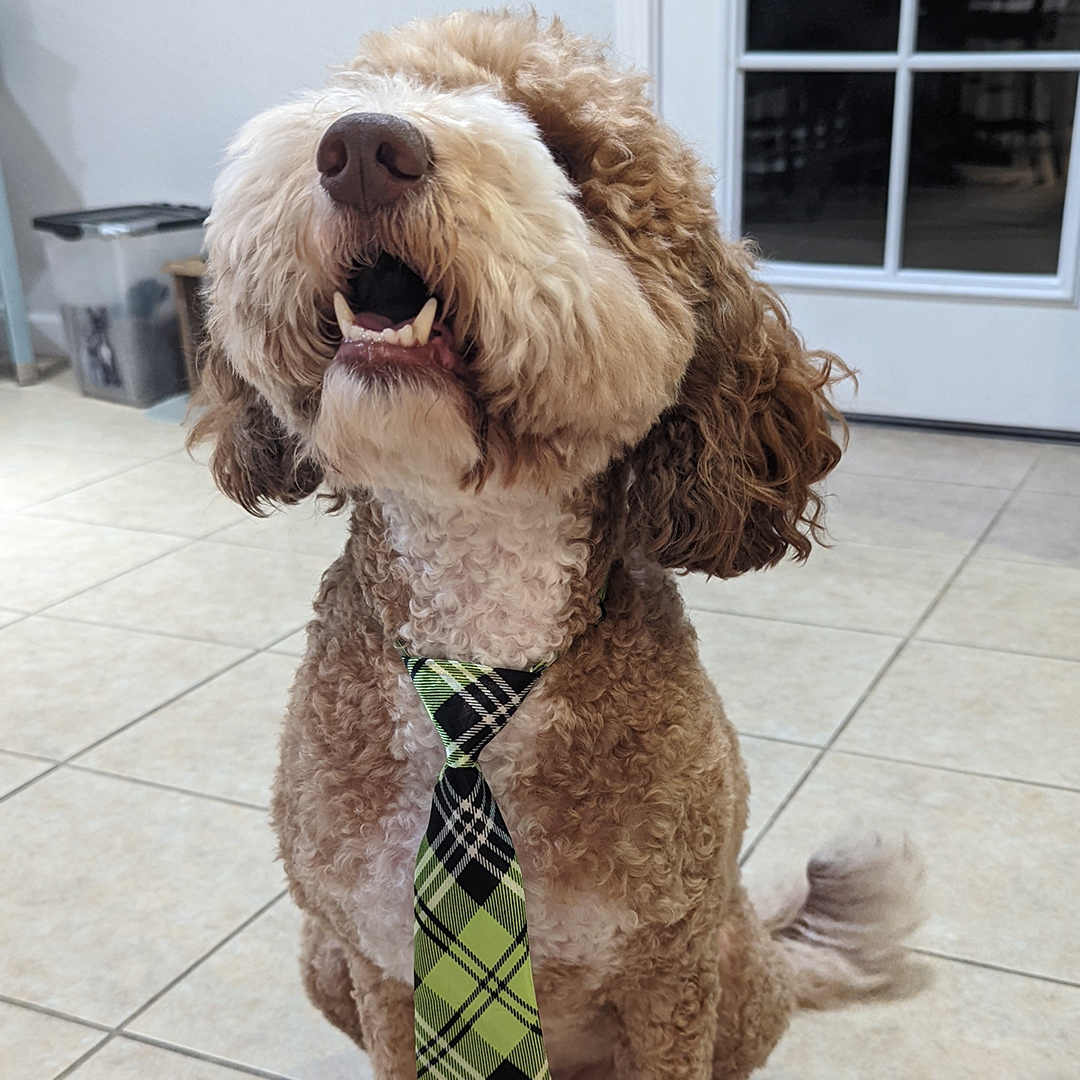 Dogst 2022 - Photo 26