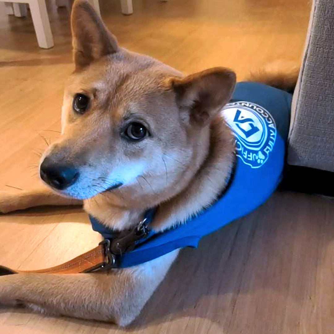 Dogst 2022 - Photo 33